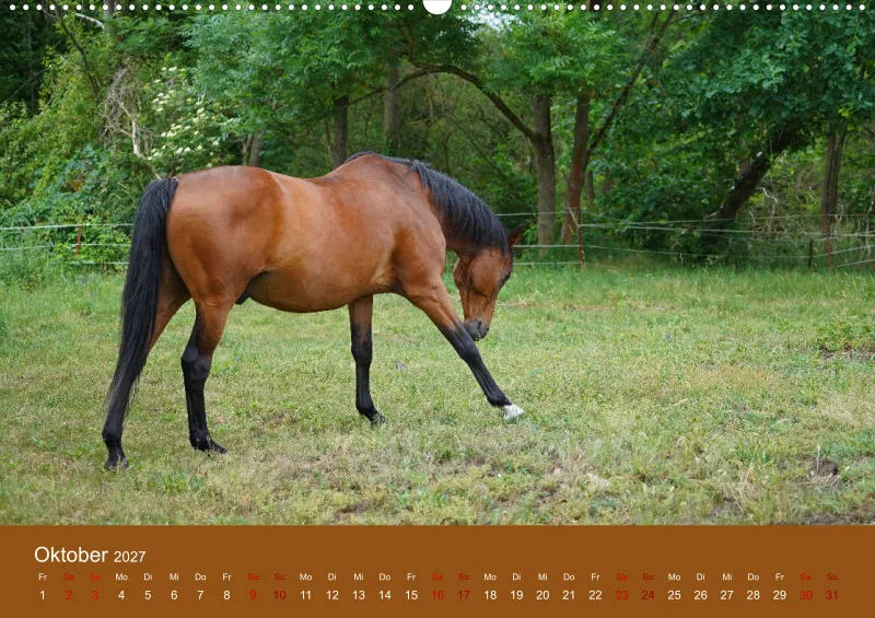 2027 A2 Faszination Trakehner