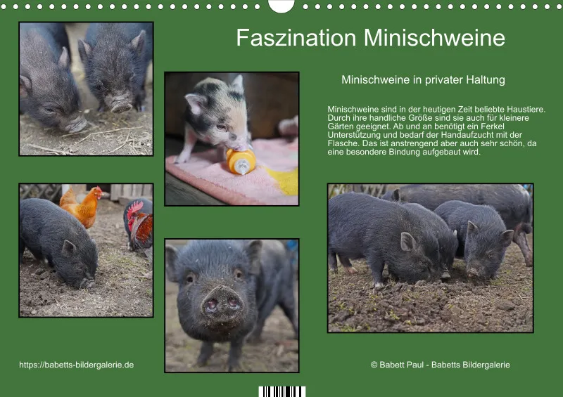 2027 A3 Faszination Minischweine