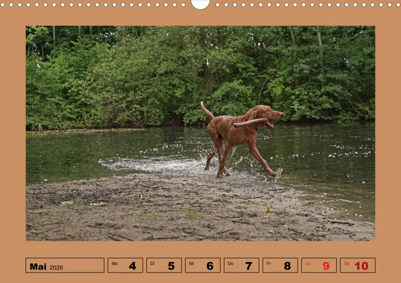 2026 A3 Wochenkalender Faszination Magyar Vizsla
