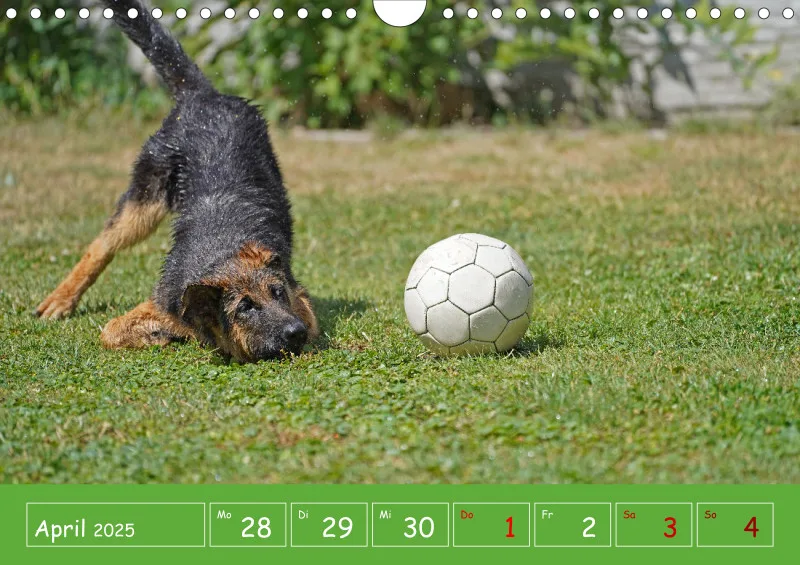 A4 2025 Wochenkalender Schäferhündin