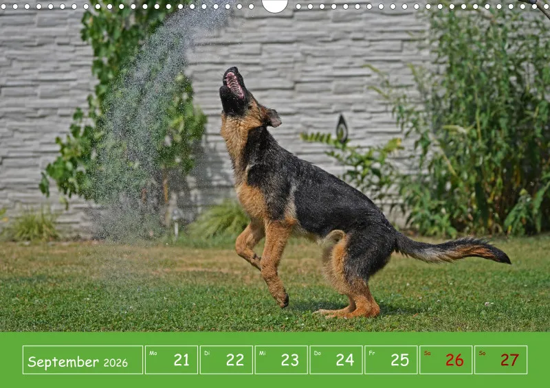 A3 2026 Wochenkalender Schäferhund