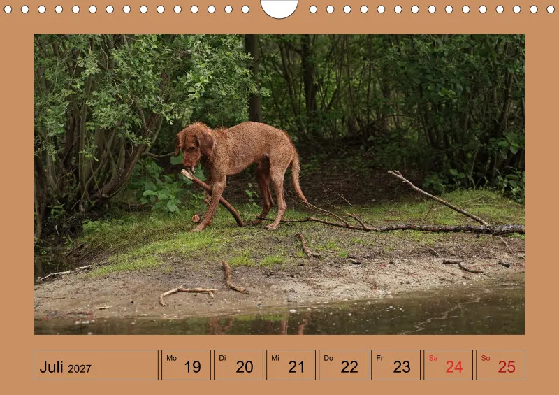 2027 A4 Wochenkalender Faszination Magyar Vizsla