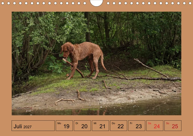 2027 A4 Wochenkalender Faszination Magyar Vizsla