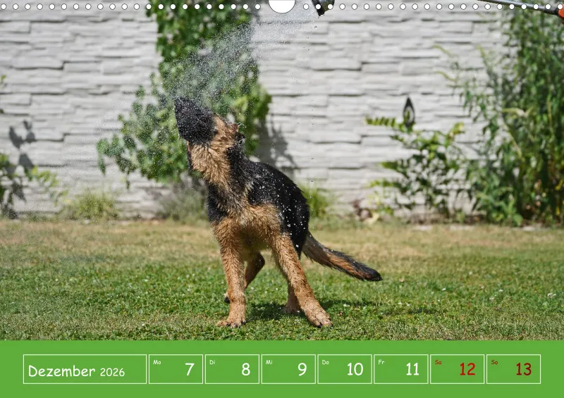 A3 2026 Wochenkalender Schäferhund