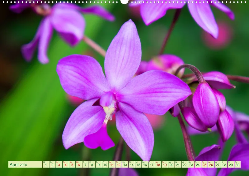 2026 A2 Farbzauber Orchideen