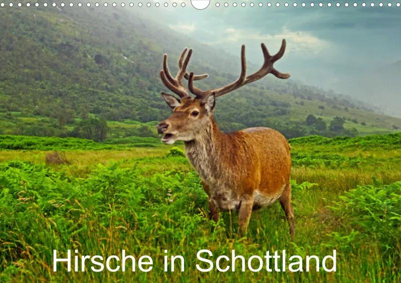 2025 A3 Hirsche in Schottland