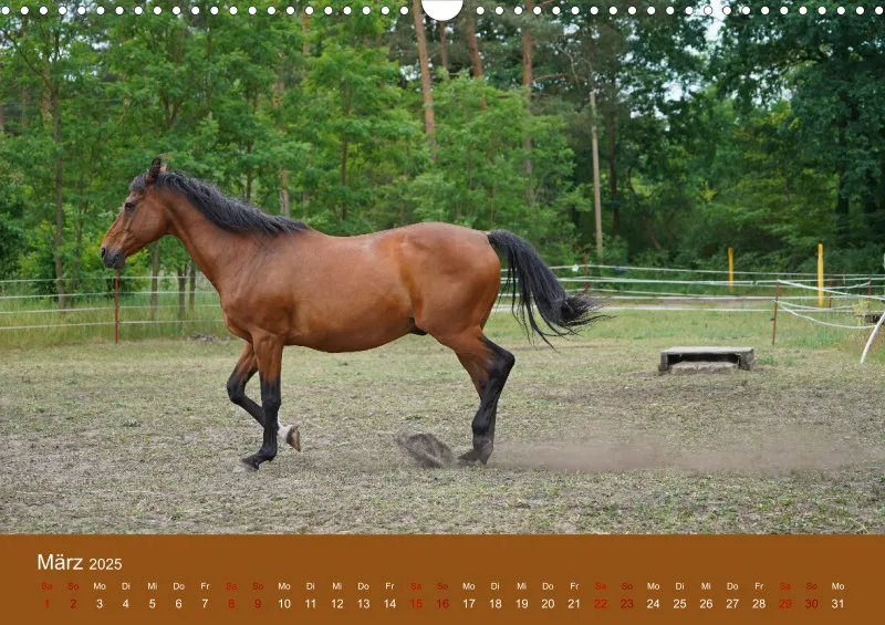 2025 A3 Faszination Trakehner
