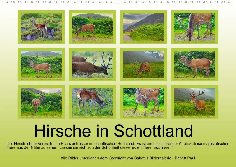 2025 A2 Hirsche in Schottland