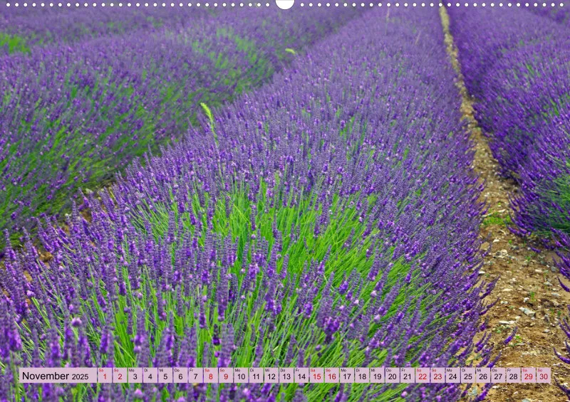 2025 A2 Farbzauber Lavendel