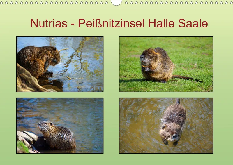 2026 A3 Nutrias Peißnitzinsel Halle