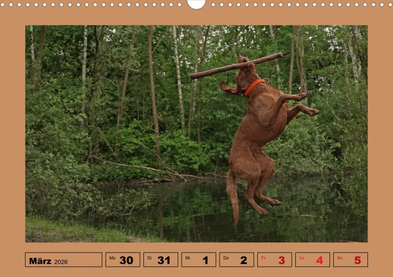 2026 A3 Wochenkalender Faszination Magyar Vizsla