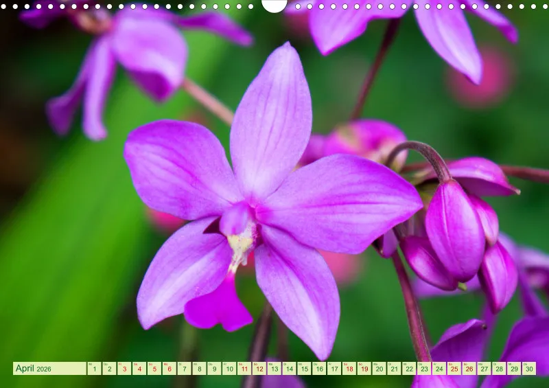 2026 A3 Farbzauber Orchideen