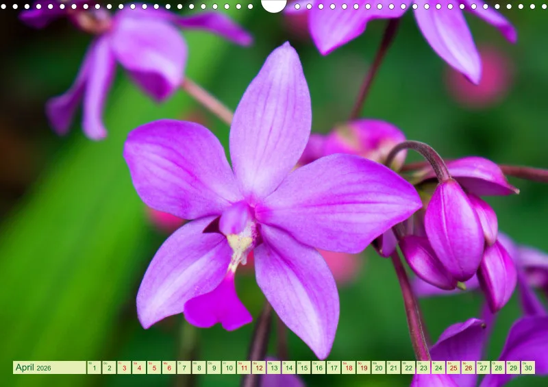 2026 A3 Farbzauber Orchideen