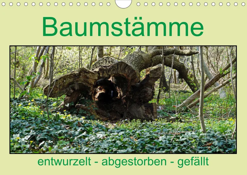 2025 A4 Baumstämme entwurzelt - abgestorben - gefällt