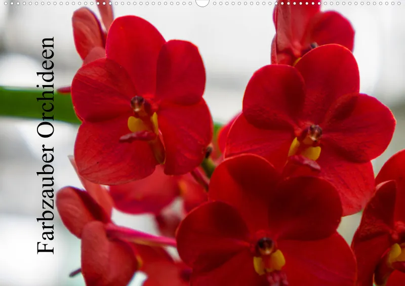 2026 A2 Farbzauber Orchideen