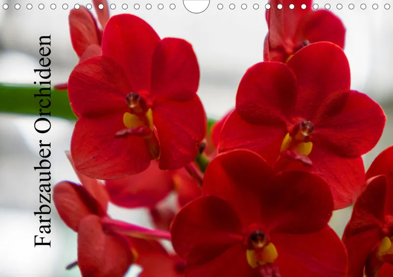 2025 A4 Farbzauber Orchideen