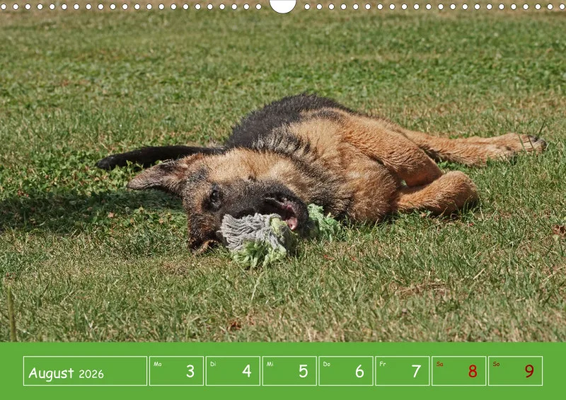 A3 2026 Wochenkalender Schäferhund