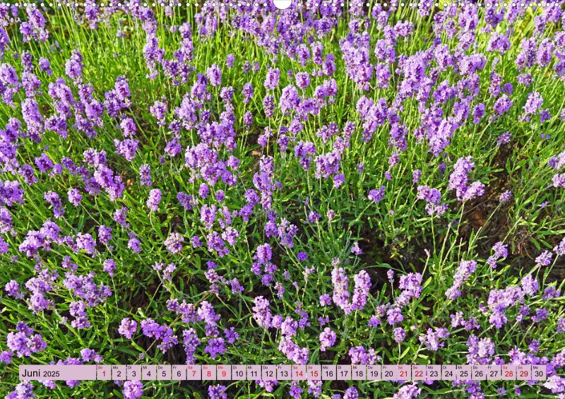 2025 A2 Farbzauber Lavendel