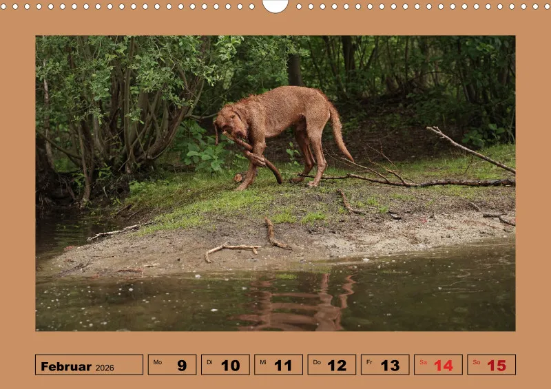 2026 A3 Wochenkalender Faszination Magyar Vizsla