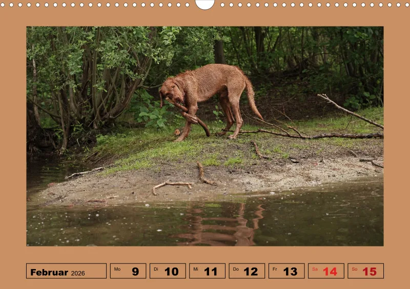 2026 A3 Wochenkalender Faszination Magyar Vizsla