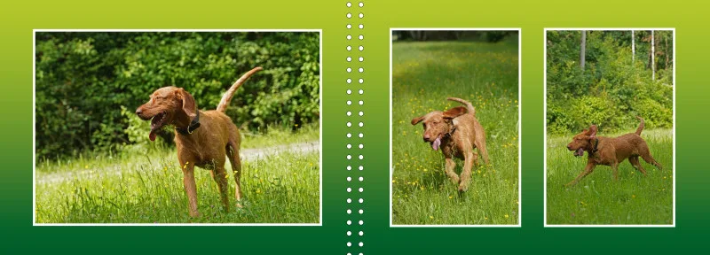 Faszination Magyar Vizsla - Fotoalbum
