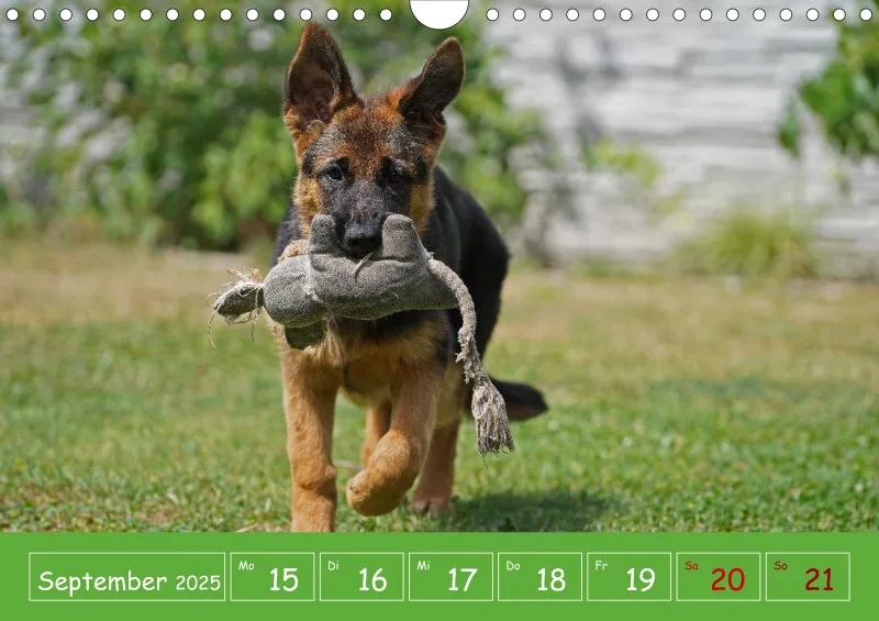 A4 2025 Wochenkalender Schäferhündin