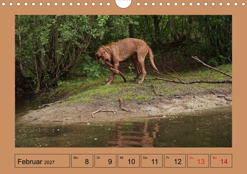 2027 A4 Wochenkalender Faszination Magyar Vizsla