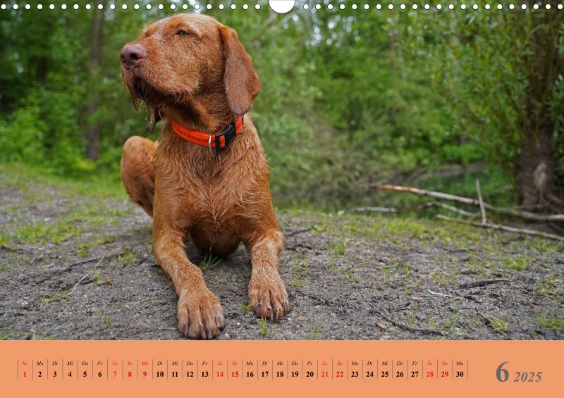 2025 A3 Faszination Magyar Vizsla