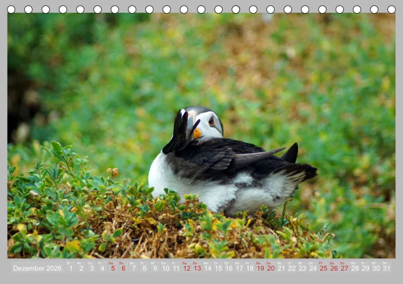 2026 Tischkalender A5 Papageitaucher - Kleine Vögel ganz groß!