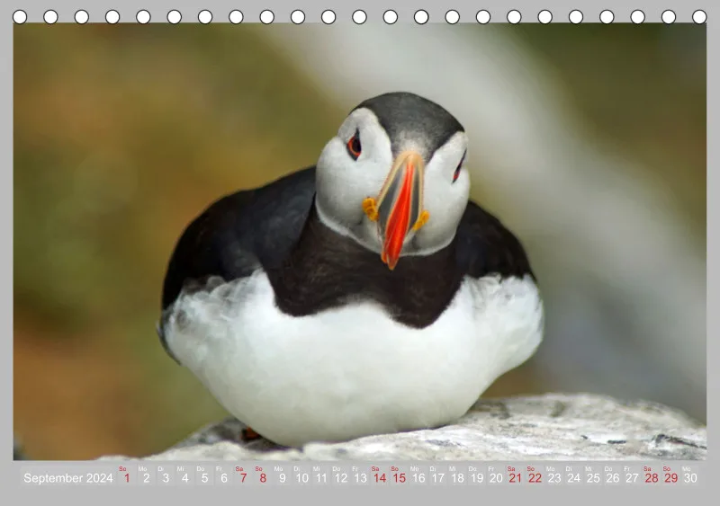 2024 Tischkalender A5 Papageitaucher - Kleine Vögel ganz groß!