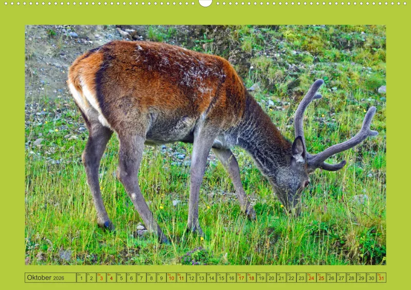 2026 A2 Hirsche in Schottland