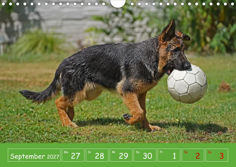 A4 2027 Wochenkalender Schäferhündin