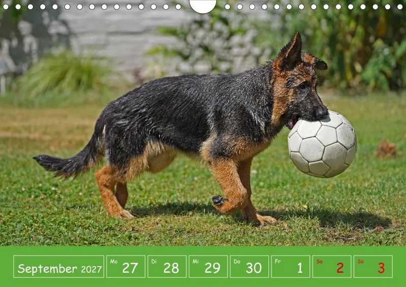 A4 2027 Wochenkalender Schäferhündin