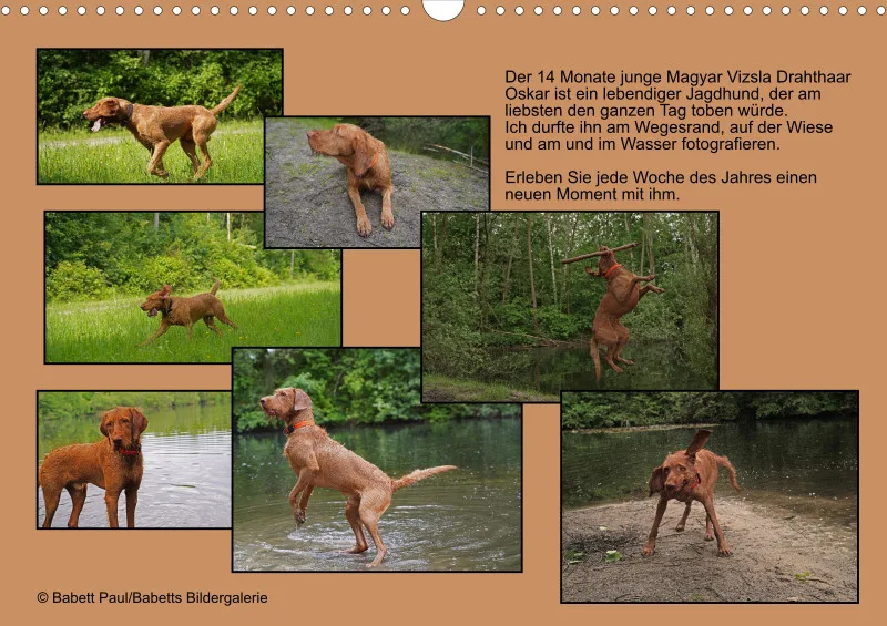 2026 A3 Wochenkalender Faszination Magyar Vizsla