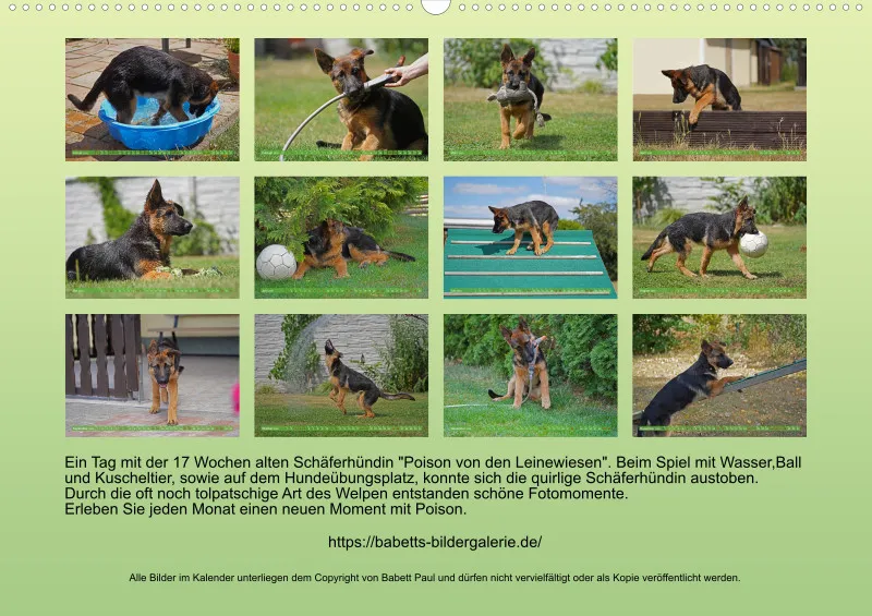 2025 A2 Schäferhündin