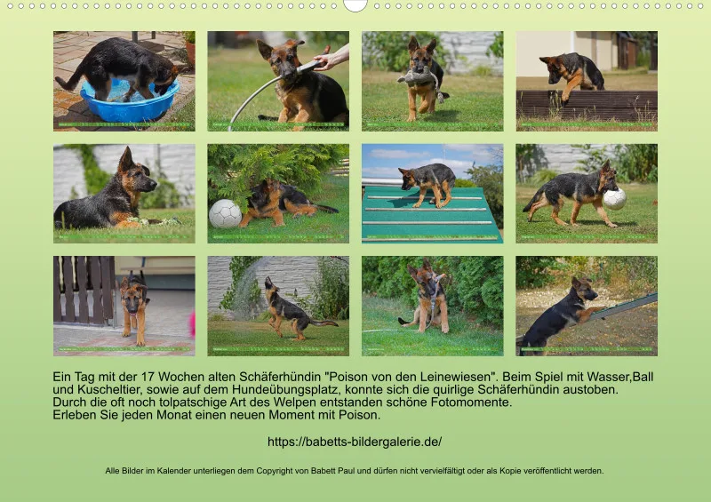 2025 A2 Schäferhündin