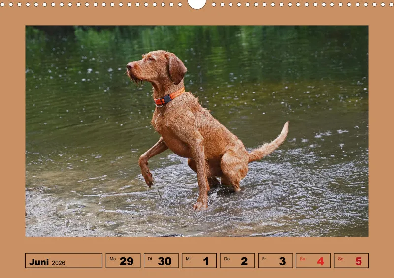 2026 A3 Wochenkalender Faszination Magyar Vizsla