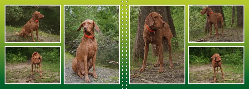 Faszination Magyar Vizsla - Fotoalbum