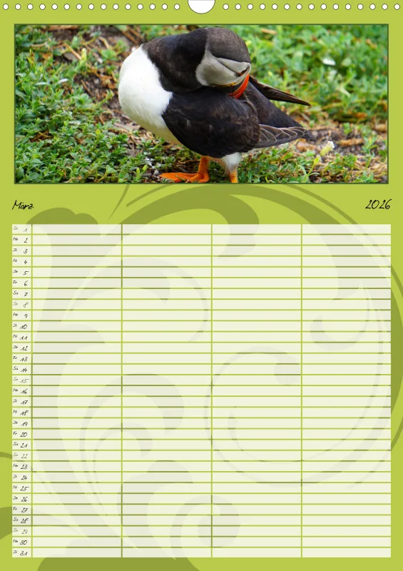 2026 A3 Papageitaucher-Kleine Vögel im Frack!
