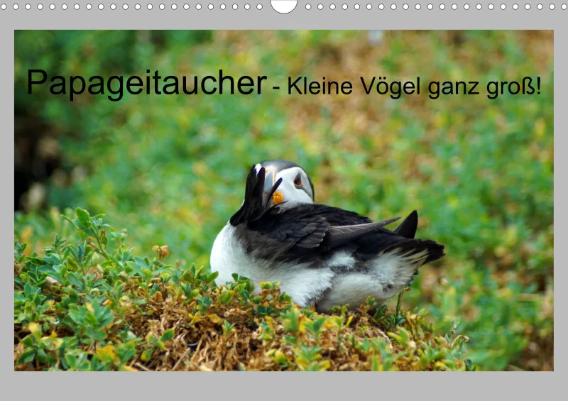 2026 A3 Gefiederpflege