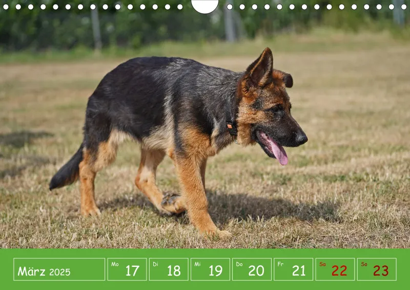 A4 2025 Wochenkalender Schäferhündin