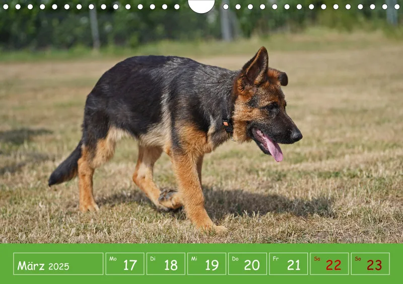 A4 2025 Wochenkalender Schäferhündin
