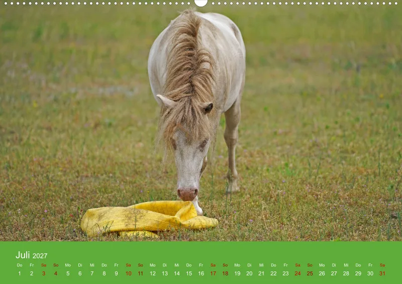 2027 A2 Faszination Shetlandpony