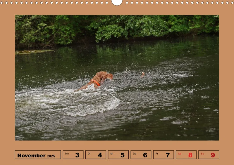 2025 A3 Wochenkalender Faszination Magyar Vizsla