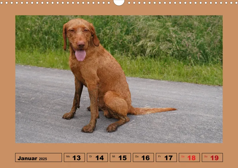 2025 A3 Wochenkalender Faszination Magyar Vizsla