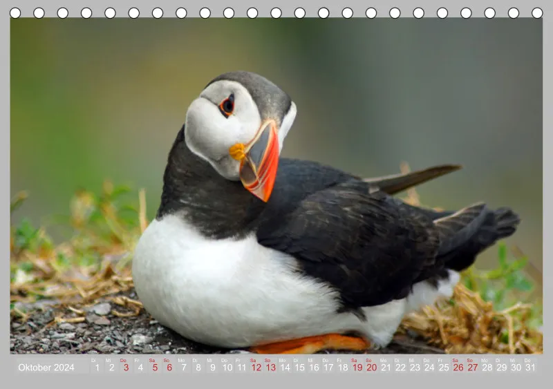 2024 Tischkalender A5 Papageitaucher - Kleine Vögel ganz groß!