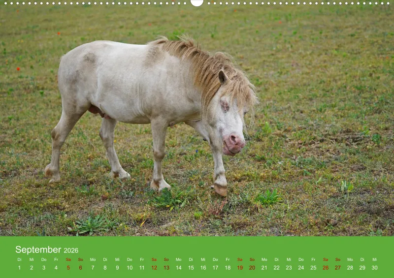 2026 A2 Faszination Shetlandpony