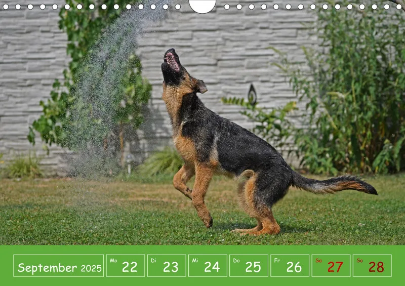 A4 2025 Wochenkalender Schäferhündin
