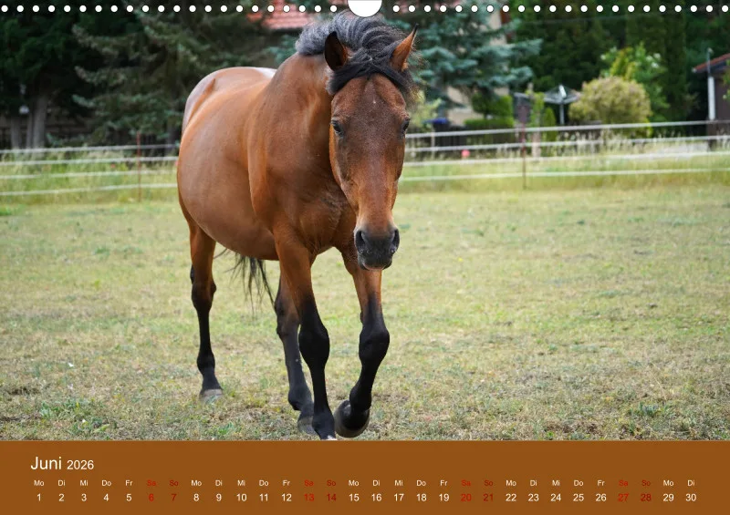 2026 A3 Faszination Trakehner