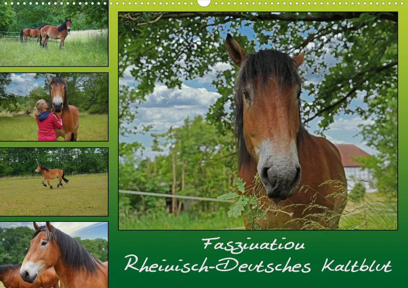 2026 A2 Faszination Rheinisch-Deutsches Kaltblut
